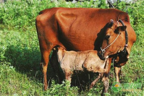 一头牛一年吃18吨草，养牛应如何筹备草料？