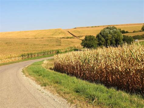 农村秋天的玉米地景观图片-千叶网