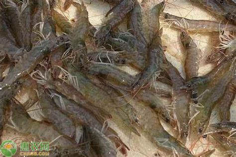 2022淡水虾价格是多少钱一斤？ - 惠农网