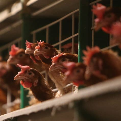 日本爆发禽流感疫情50万只鸡被扑杀 - 2016年12月4日, 俄罗斯卫星通讯社