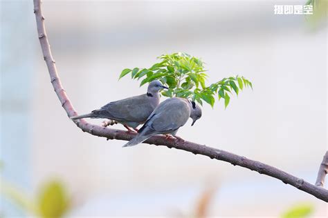 红翅绿鸠：五峰后河国家级自然保护区 - 中国自然保护区生物标本资源共享平台