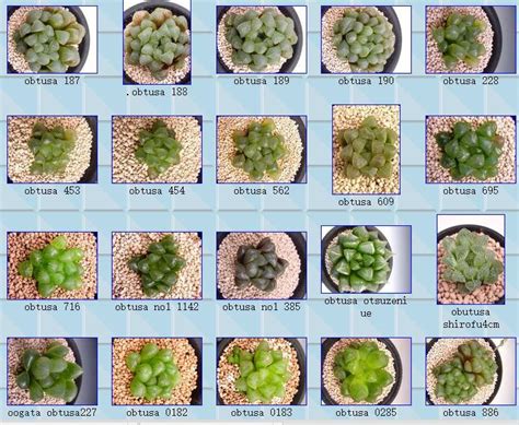 植物的图片和名称,植物图片壁纸,盆景花图片_大山谷图库