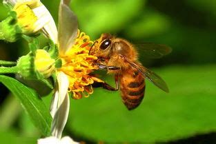 蜂场蜜蜂大面积死亡的背后竟是因为这？ - 知乎