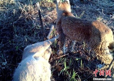 红外像机首次在“中国最北湿地”拍到猞猁狩猎狍子影像 _湿地保护_www.shidicn.com