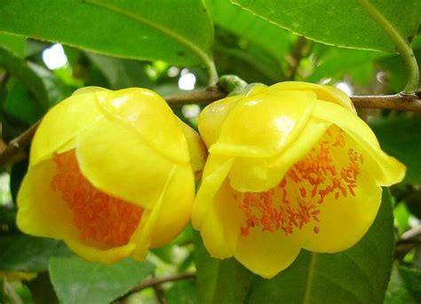 金花茶大全图片