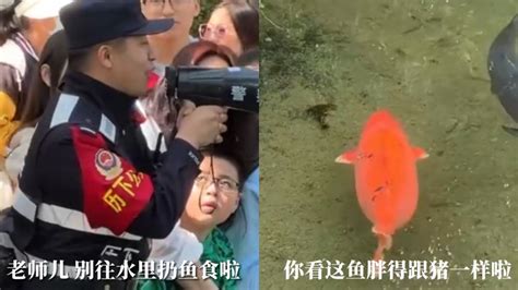 警察小哥意外捧红趵突泉锦鲤，喊话：不要喂了！这鱼胖得跟猪一样|鱼|警察|山东省_新浪新闻