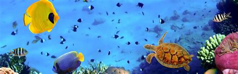 海底世界的鱼群和珊瑚图片-美丽的海底世界的鱼群和珊瑚素材-高清图片-摄影照片-寻图免费打包下载
