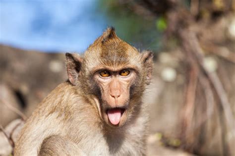 猴子的资料介绍（猴子的生活习性） | 说明书网