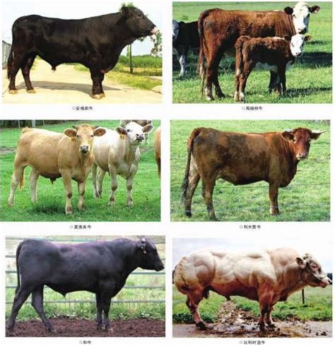 世界十大名牛品种是哪些，哪个国家的牛最多- 理财技巧_赢家财富网