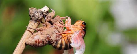 金蝉的养殖方法-养花技巧-长景园林网