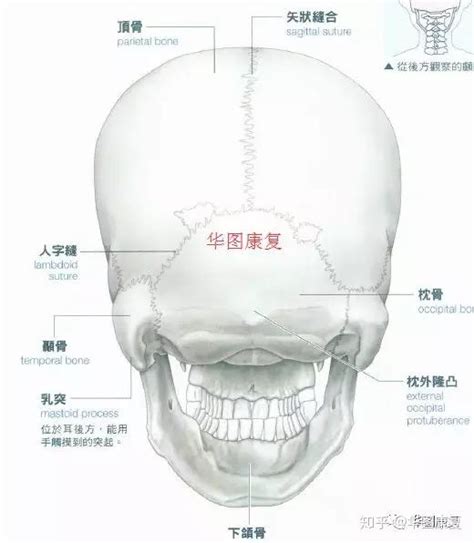 解剖学/颅骨 - 医学百科