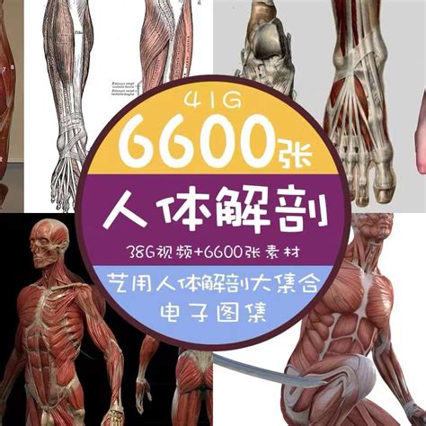 艺用人体结构图图片