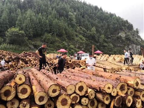 贵州最大木材市场,贵阳原木批发市场,木材市场最大_大山谷图库