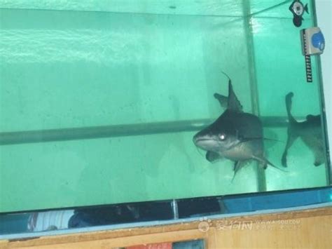 小蓝鲨鱼 斧头鲨虎头鲨观赏鱼热带观赏鱼黑鳍鲨虎头鲨上海热带鱼-阿里巴巴