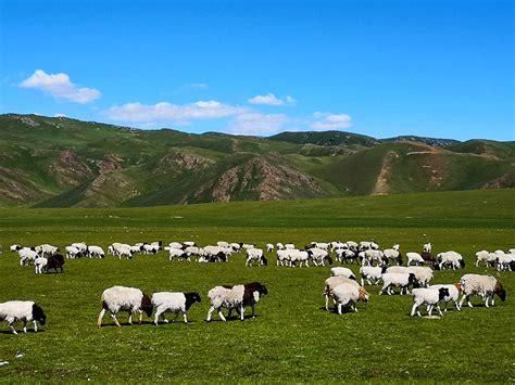 “风吹草低见牛羊”，新疆10万只牲畜冬季转场进入尾声_凤凰网视频_凤凰网