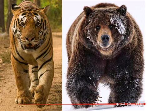 西伯利亚到底有多可怕？为何东北虎敢猎杀棕熊，却不敢深入其中_腾讯视频