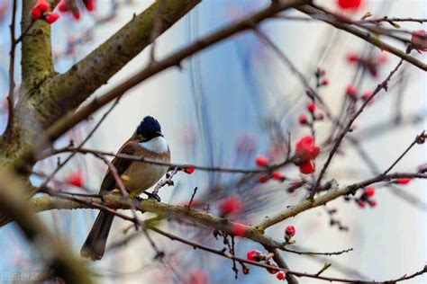 带鸟字的诗句 关于鸟的古诗100首_华夏智能网