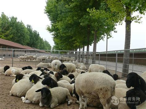 山东羊交易市场 现在山羊活羊价格 山东济宁-食品商务网