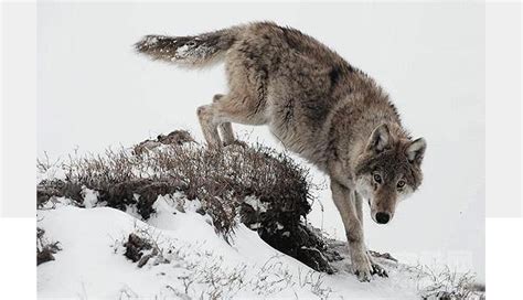 西伯利亚,狼,动物,景观,雪,自然-千叶网