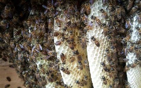 微蜂网 - 实用查询