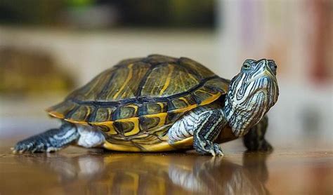 巴西龟好养不值得养吗？巴西龟的饲养方法介绍 - 胖萌舍宠物网