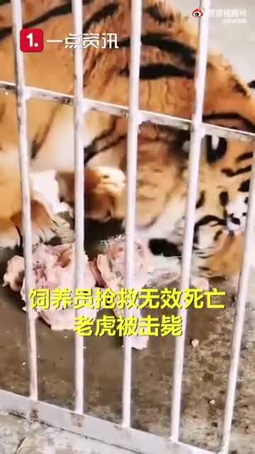 被虎咬伤饲养员死亡 两只外逃老虎已击毙_凤凰网视频_凤凰网