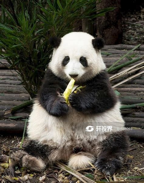 成都:游客排队打卡网红大熊猫雕塑