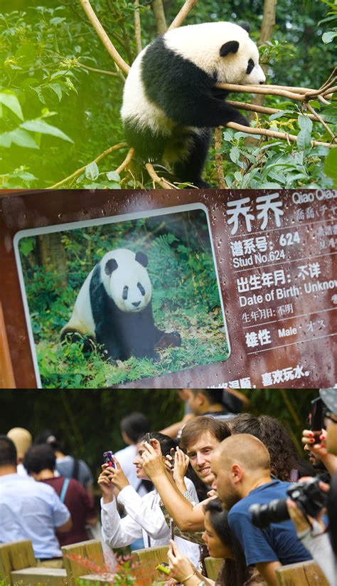 大熊猫是如何成为“国宝”的？|界面新闻 · 文化