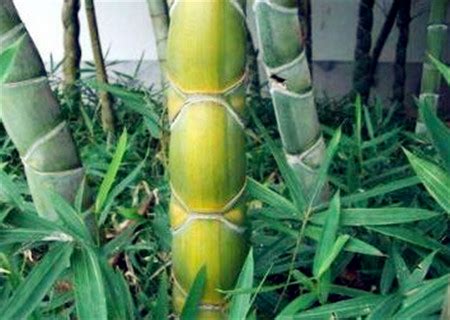 十大竹子盆景品种排名 - 惠农网