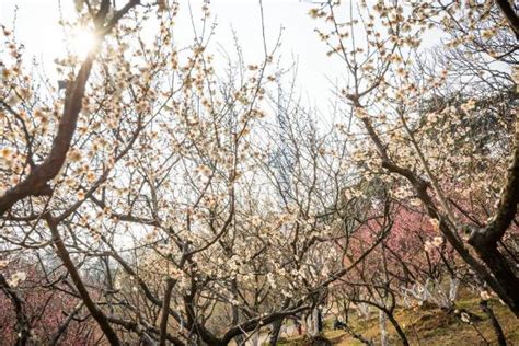 早春赏花季开启！南京古林公园梅花盛放