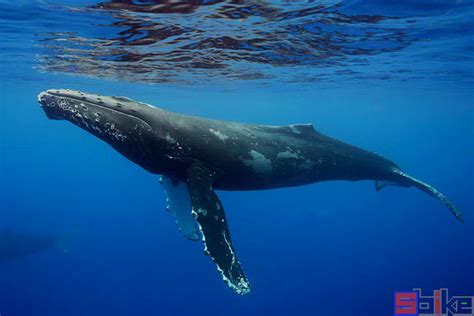 座头鲸：温柔胖子の治愈之声_鲸鱼