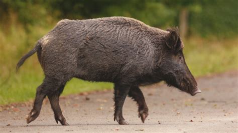 眼看着从30斤长到200斤 八字山网红大野猪被市民宠得肥肥的！_我苏网
