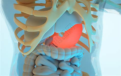人体胃部器官图片素材-正版创意图片401797185-摄图网