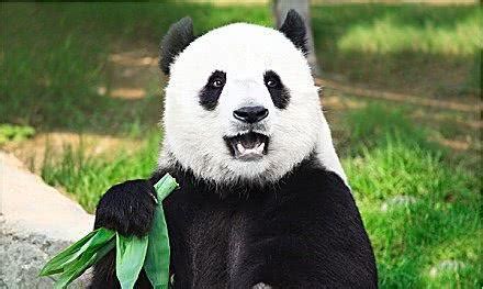 野生大熊猫为什么能威慑大部分猛兽？那是你不知道熊猫以前叫啥！|大熊猫|熊猫|猛兽_新浪新闻