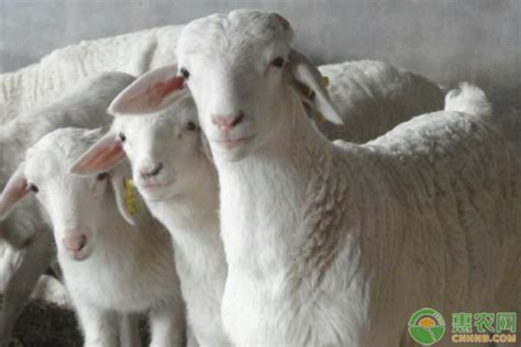 放养山羊100只一年利润有多少？山区养殖山羊的技术介绍 - 惠农网
