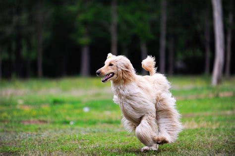高贵优雅的欧洲王室贵族犬：世界名犬——大丹犬