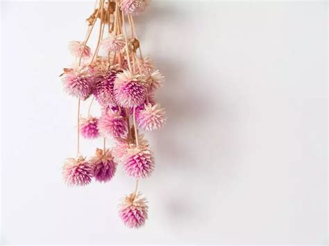 白色紫罗兰的花语(有两种寓意)-花卉百科-绿宝园林网