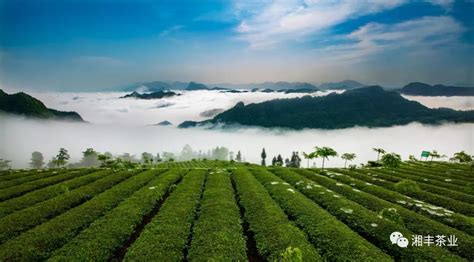 双喜同至 | 桑植白茶喜获“全国乡村特色产品”与“省级龙头企业”荣誉资质 湘丰茶业集团