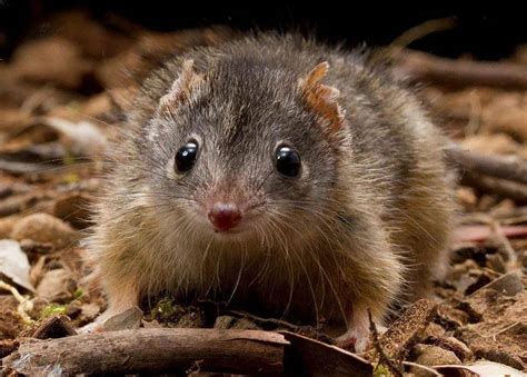 澳洲袋鼩，创造吉尼斯交配记录，直至精尽鼩亡！_动物_后代_育儿袋