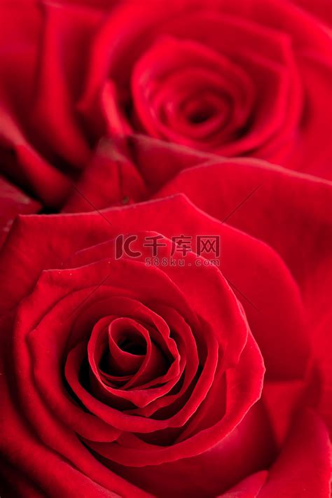 美丽的红色玫瑰花图片-红色的玫瑰花背景素材-高清图片-摄影照片-寻图免费打包下载