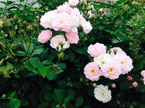 粉团蔷薇的繁殖方式 - 花百科
