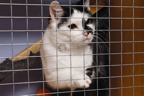黑白猫被锁在笼子里高清图片下载-正版图片506579436-摄图网