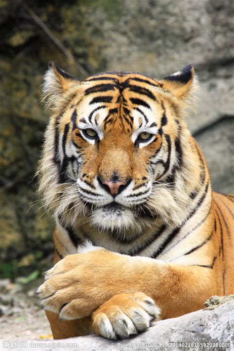 老虎是国家几级保护动物?_百度知道