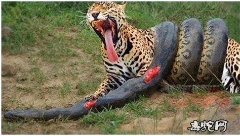 老虎vs蟒蛇、老虎大战蟒蛇真实结局图片大全！_蛇的图片_毒蛇网