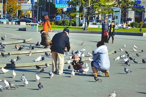 大连星海广场的鸽子摄影图高清摄影大图-千库网