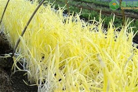 韭黄产地及品种介绍 - 惠农网