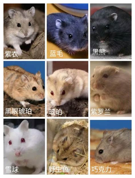 仓鼠的种类有哪些（仓鼠品种大全及图片） - 胖萌舍宠物网