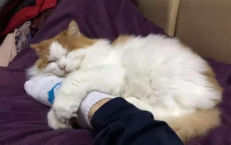 怎么抱猫咪它会舒服（抱猫的正确姿势与错误姿势） - 胖萌舍宠物网