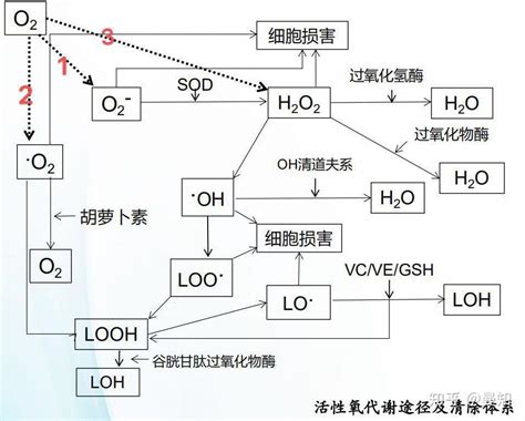 过氧化氢(H2O2)俗称双氧水.不稳定.易分解.溶液的酸碱性对H2O2的稳定性有较大影响.如在碱性溶液中.H2O2分解较快.另外.H2O2见光 ...