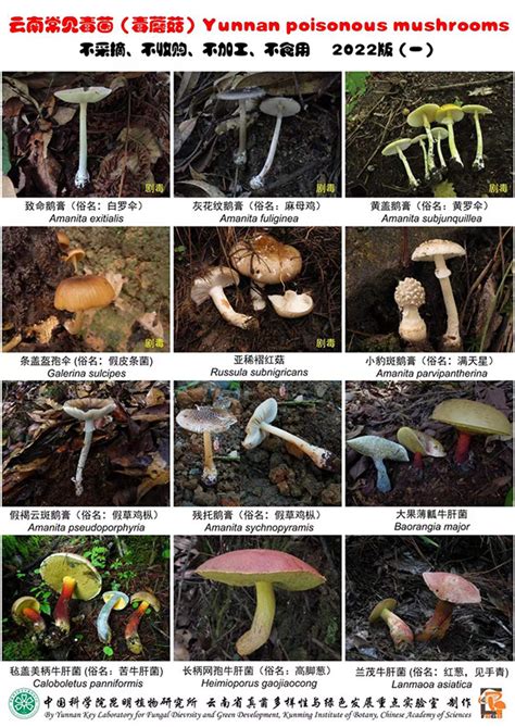【新华网】《云南常见毒菌（毒蘑菇）2022版》发布----中国科学院昆明植物研究所